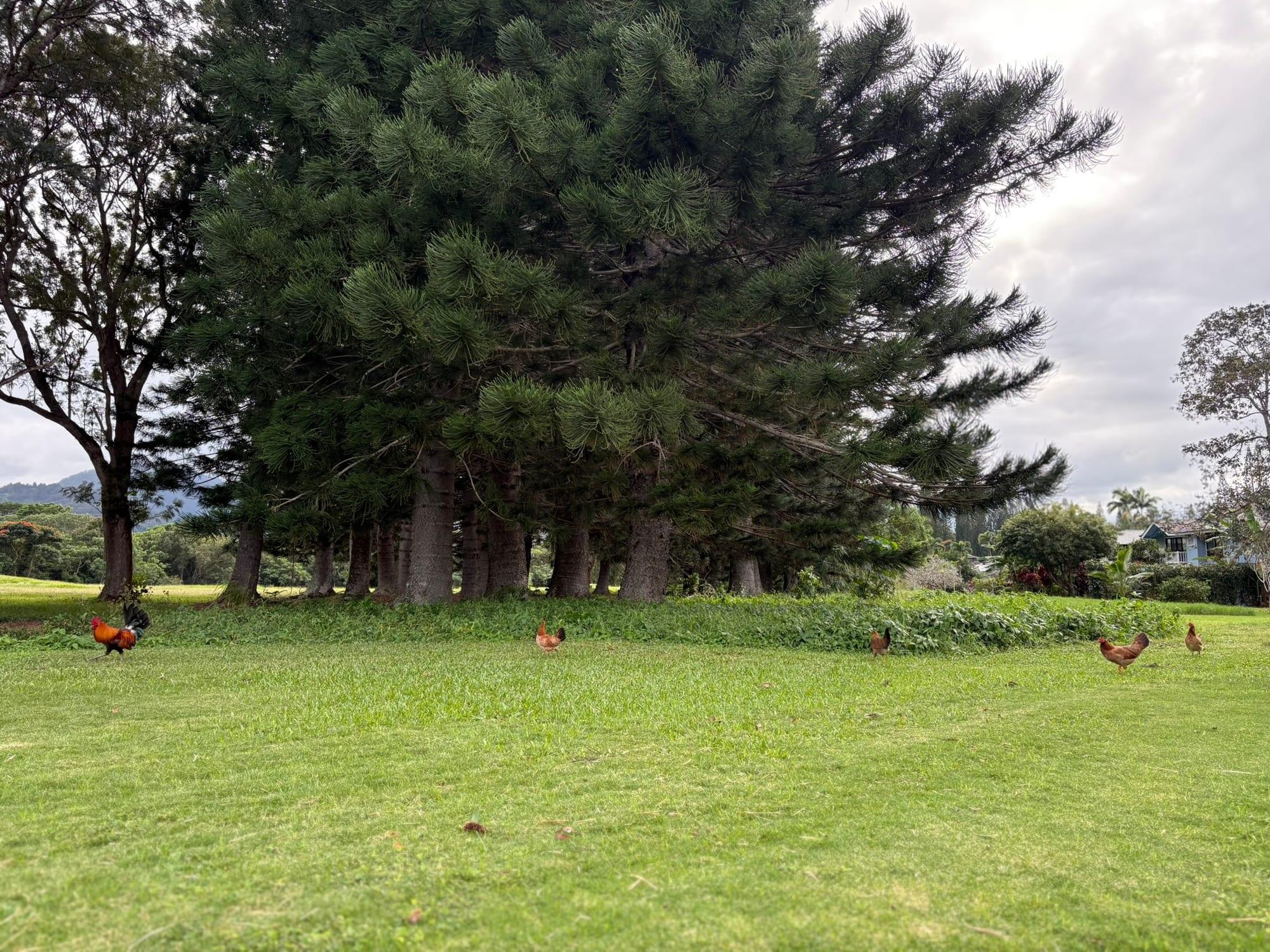 Cluster of cook pines with wild roosters on a green lawn, a classic Princeville scene