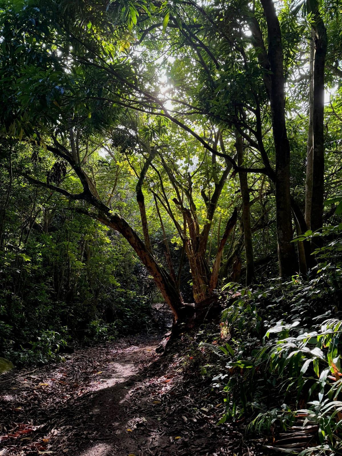 Sunlight filtering through a tree canopy over a dirt hiking trail near Anini on Kauai's North Shore