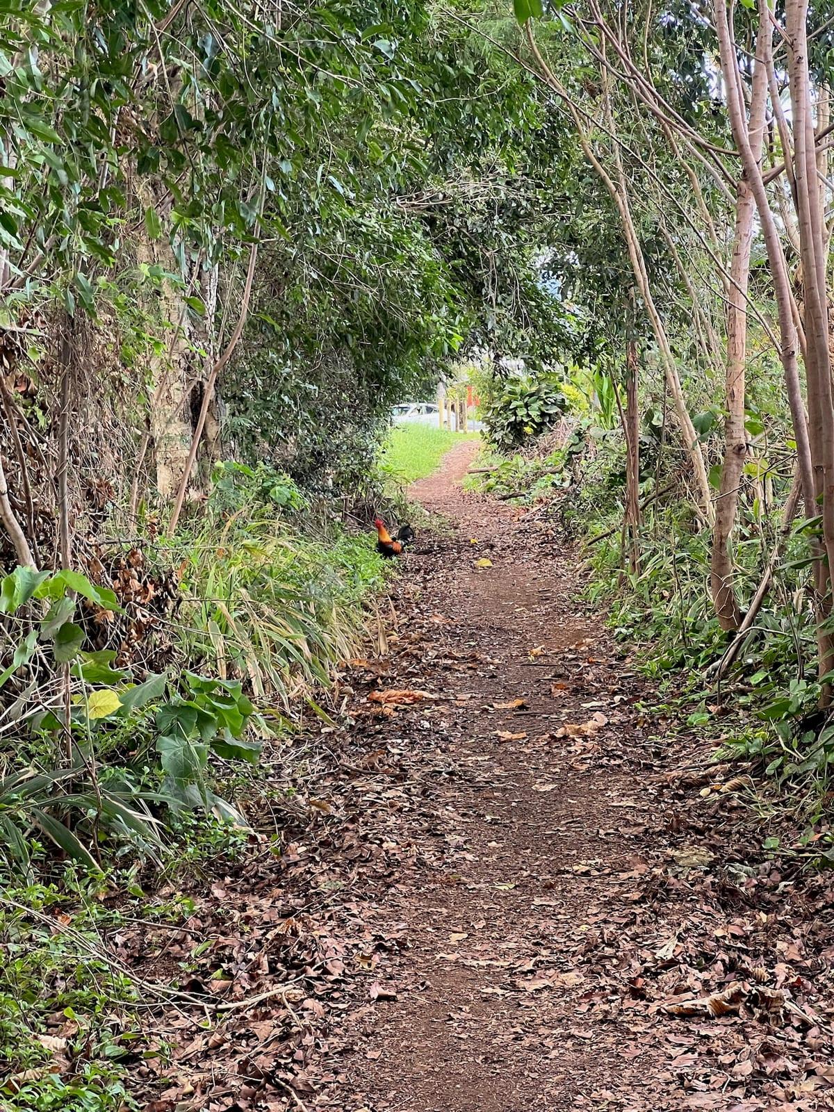 Red-dirt hiking path through dense green foliage near Anini on Kauai's North Shore, a short drive from Princeville