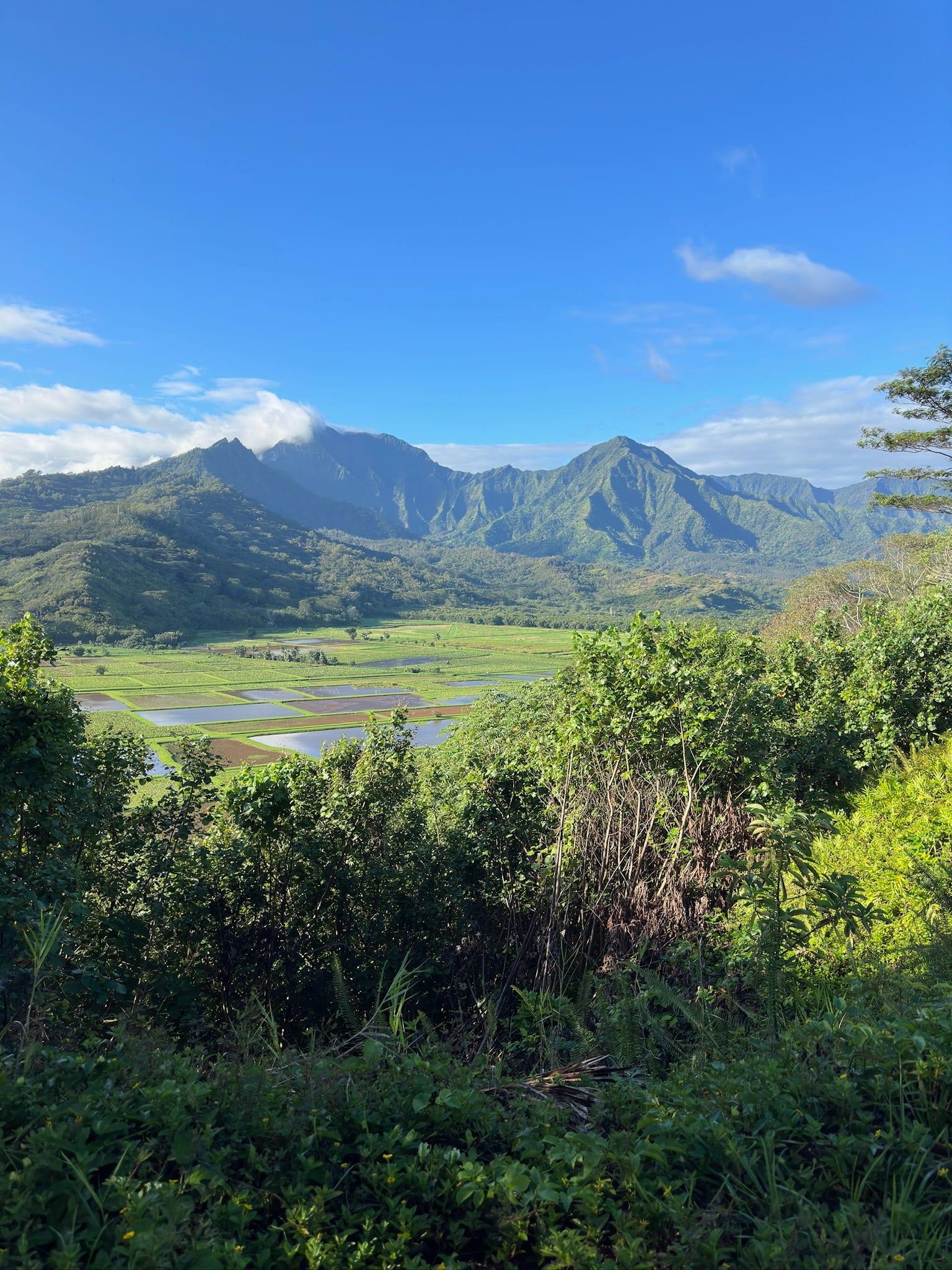 Hanalei Valley Lookout: taro fields, Hanalei River, and green mountains under blue sky near Princeville, Kauai