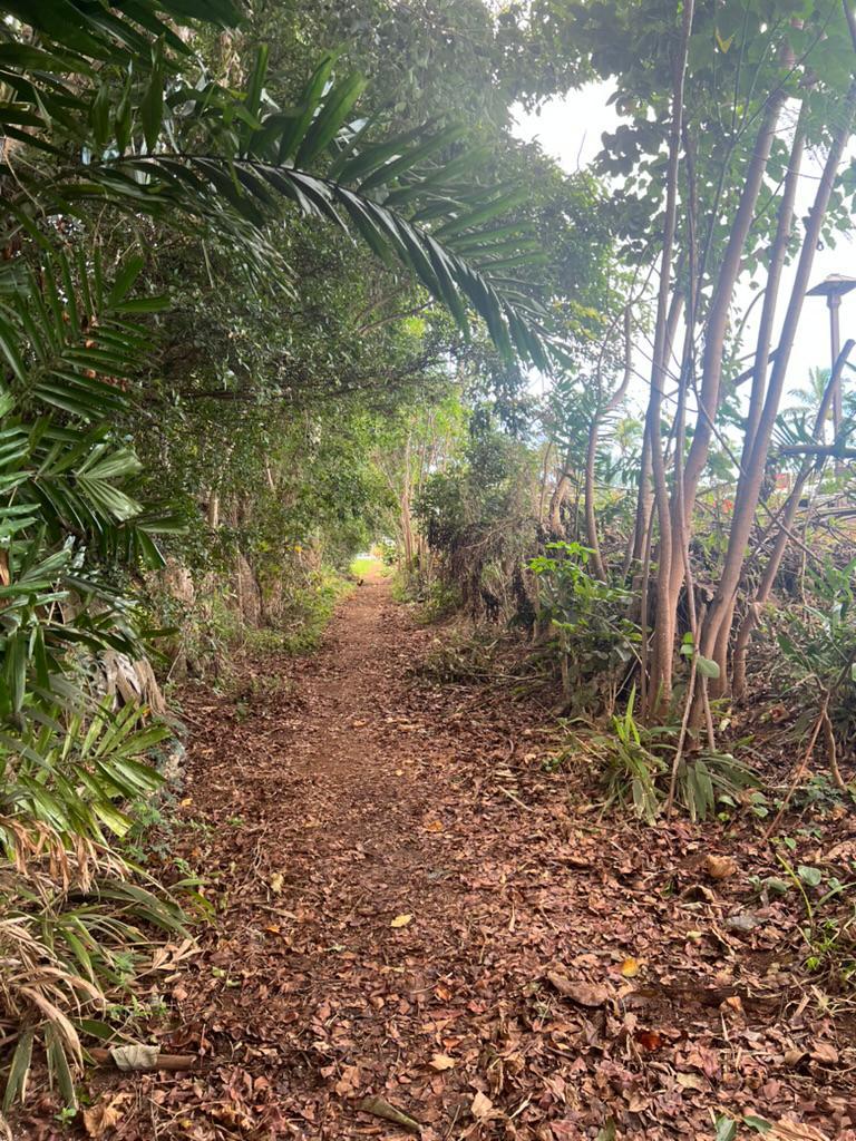 Shaded dirt trail through trees down toward Anini Beach from the Princeville bluff