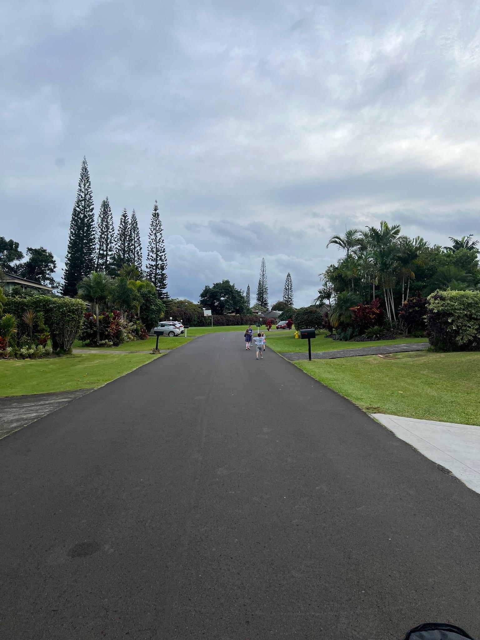 A quiet residential Princeville street lined with cook pines and tropical landscaping