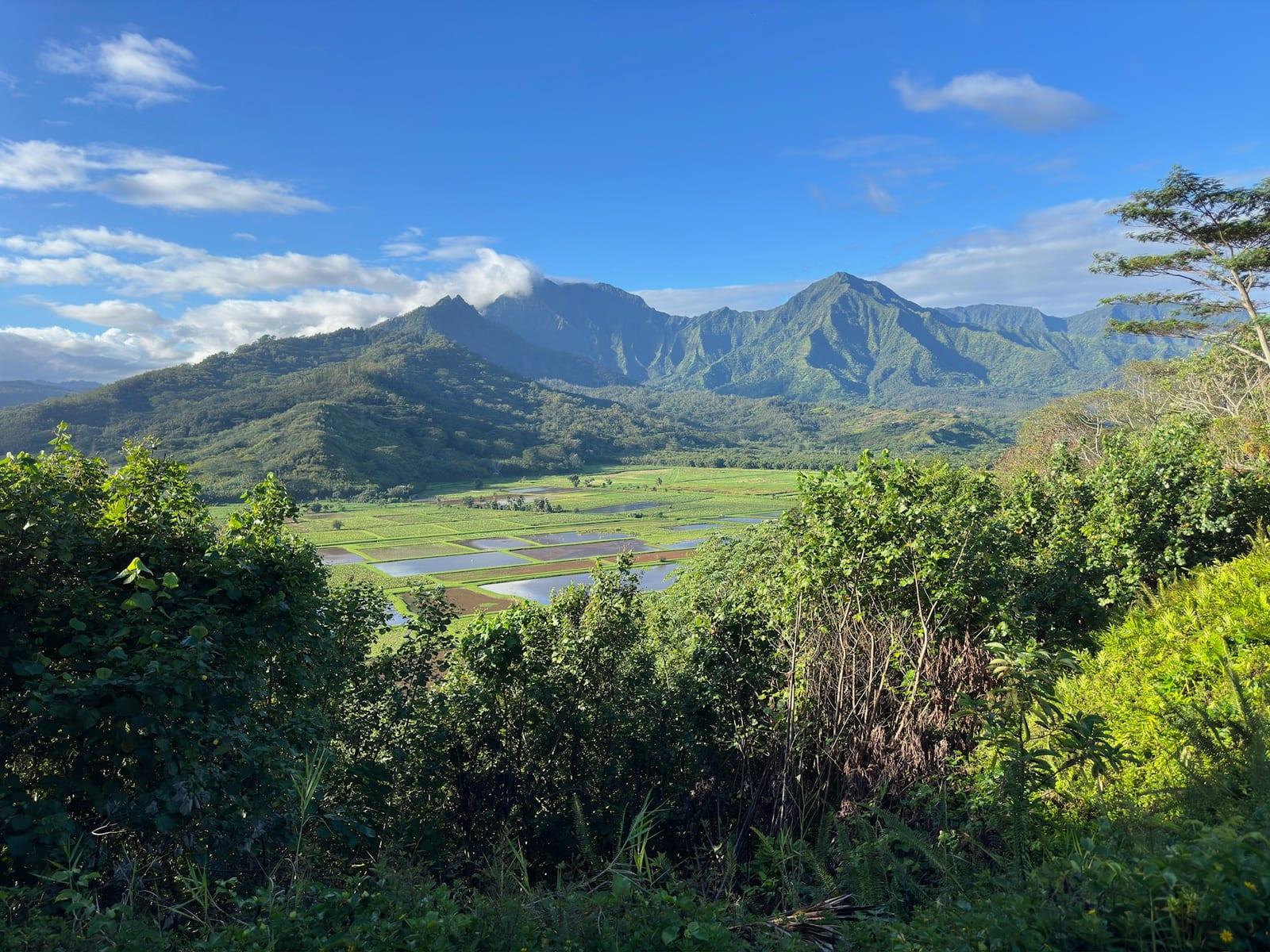 Hanalei Valley Lookout with taro fields, river, and green mountains near Princeville, Kauai